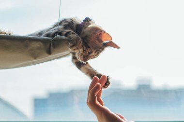Sevimli küçük bengal kedisi kedi pencerenin yatağında uzanmış pençesiyle adamın elini çekiyor. Penceredeki kedi için güneşli koltuk. Boşluğu kopyala.
