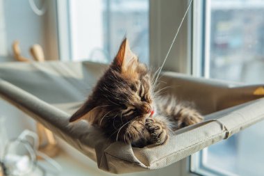 Sevimli kömür kömürü, kedi yavrusu kedi penceresinin önünde kayışla bağlanmış şekilde yatıyor. Penceredeki kedi için güneşli koltuk.