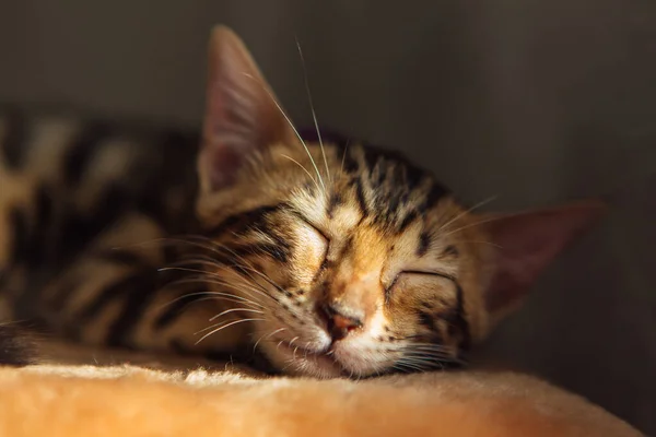 Pequeño Gatito Lindo Bengala Durmiendo Estante Gato Suave Casa Gato — Foto de Stock