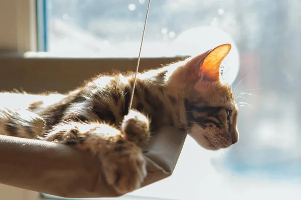 귀여운 고양이가 고양이의 침대에 봅니다 창가에 고양이를 — 스톡 사진