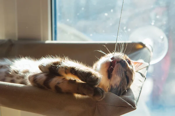 Niedliche Kleine Bengal Kätzchen Katze Liegend Auf Der Katze Fenster — Stockfoto