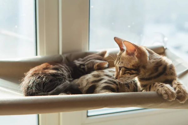 Lindo Gatito Bengala Durmiendo Cama Ventana Del Gato Asiento Soleado — Foto de Stock