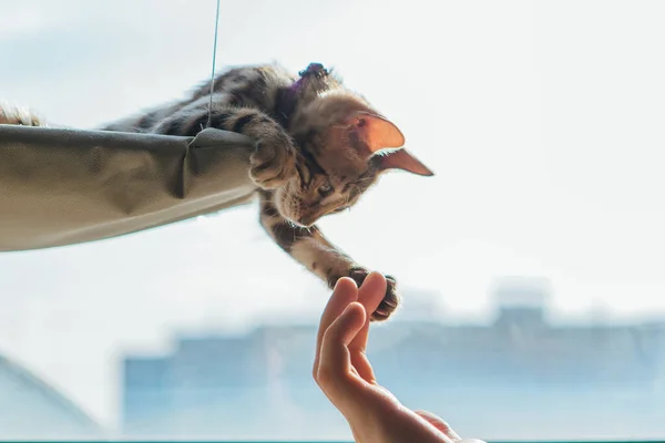 Gatinho Bengala Bonito Deitado Cama Janela Gato Tocando Mão Homem Imagem De Stock