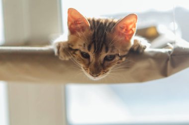 Sevimli küçük bengal kedisi kediciğin pencerenin kenarına uzanıp izliyor. Penceredeki kedi için güneşli koltuk.