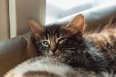 Tatlı kömür kömürü kedisi kedicik. Yaşlı altın bengal kedisi odayı izlerken kedi penceresinin dibinde yatıyor. Penceredeki kedi için güneşli koltuk.