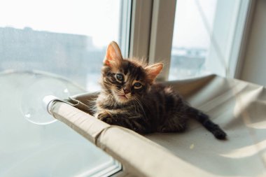 Tatlı kömür bengal kedisi kedi. Pencere yatağında uzanıp odayı izliyor. Penceredeki kedi için güneşli koltuk.