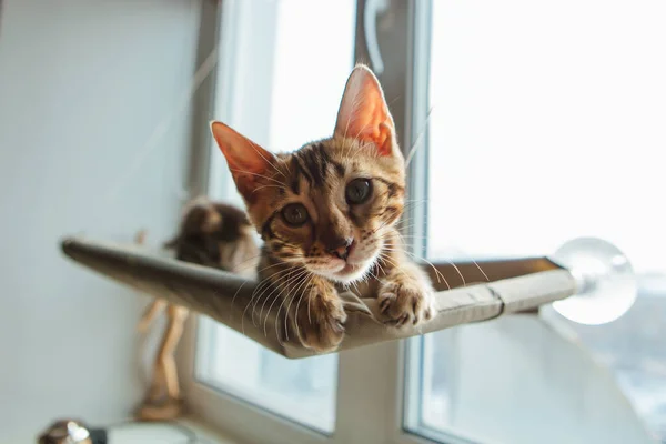 Cute Little Bengal Kitty Cat Laying Cat Window Bed Watching — Stock Photo, Image