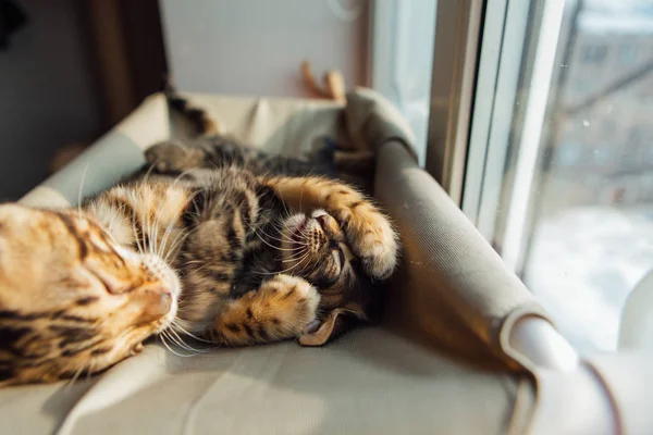 Dos Gatitos Bengala Lindos Oro Color Coro Que Yacen Cama — Foto de Stock