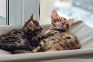 İki sevimli Bengal kedisi altın ve korokömür rengi kedinin penceresinde uzanıyor ve dinleniyor. Penceredeki kedi için güneşli koltuk.