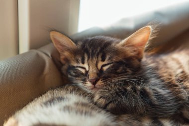 Tatlı kömür bengal kedisi kedi, kedi penceresinin yatağında yatar ve yaşlı altın bengal kedisiyle uyur. Penceredeki kedi için güneşli koltuk.