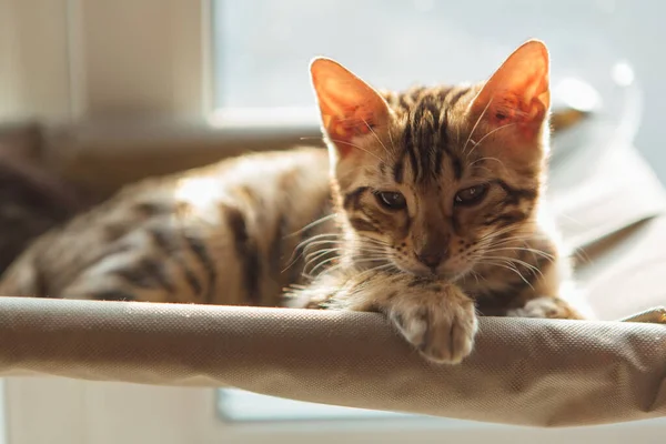 かわいい猫が猫の窓のベッドの上に寝そべって部屋を見ている 窓の猫のための日当たりの良い席 — ストック写真