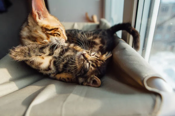 Two Cute Bengal Kittens Gold Chorocoal Color Laying Cat Window — Stock Photo, Image
