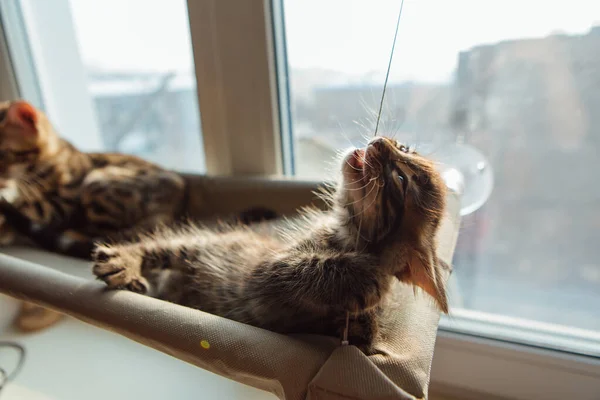 Niedliche Holzkohlebengal Katze Die Auf Dem Fensterbett Der Katze Liegt — Stockfoto