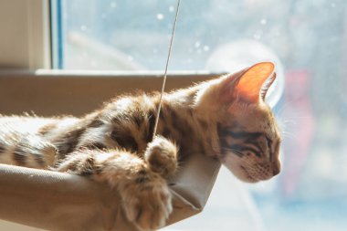 Kediciğin penceresinde yatıp odayı izleyen sevimli Bengal kedisi. Penceredeki kedi için güneşli koltuk.