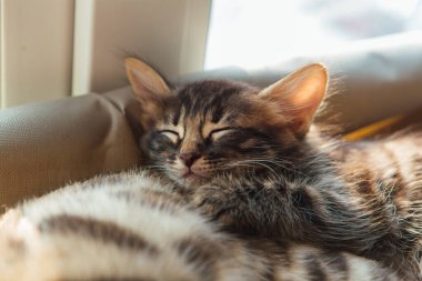 Tatlı kömür bengal kedisi kedi, kedi penceresinin yatağında yatar ve yaşlı altın bengal kedisiyle uyur. Penceredeki kedi için güneşli koltuk.