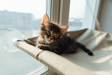 Tatlı kömür bengal kedisi kedi. Pencere yatağında uzanıp odayı izliyor. Penceredeki kedi için güneşli koltuk.