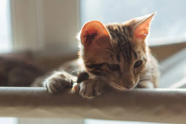귀여운 고양이가 고양이의 침대에 봅니다 창가에 고양이를 — 스톡 사진