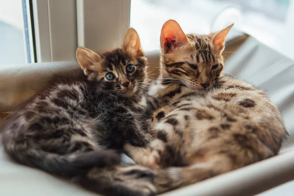 Két Aranyos Bengáli Cica Arany Chorocoal Szín Feküdt Macska Ablak — Stock Fotó