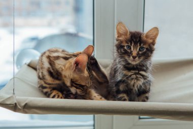 İki sevimli Bengal kedisi altın ve korokömür rengi kedinin penceresinde uzanıyor ve dinleniyor. Penceredeki kedi için güneşli koltuk.