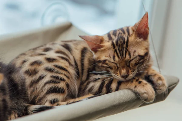Cute little bengal kitty cat sleeping on the cat\'s window bed. Sunny seat for cat on the window.