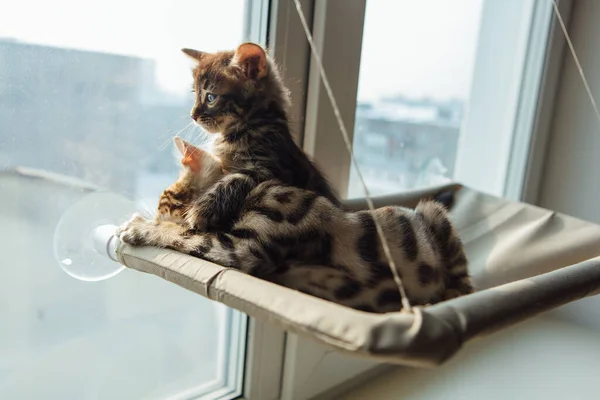 Dois Gatinhos Bengala Bonitos Ouro Cor Carvão Que Colocam Cama — Fotografia de Stock