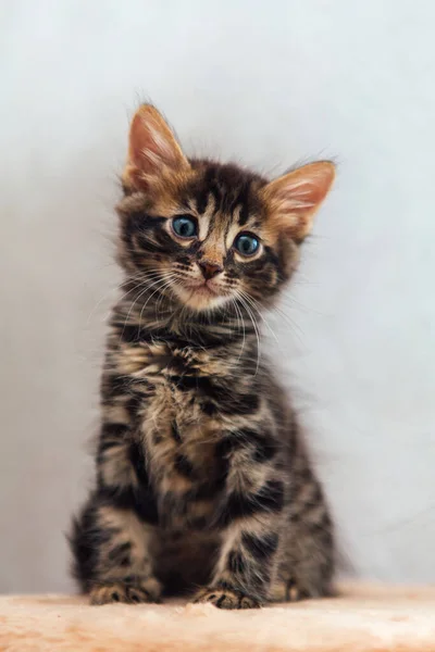 Little Cute Charcoal Bengal Kitten Sitting Soft Cat Shelf Cat — Stock Photo, Image
