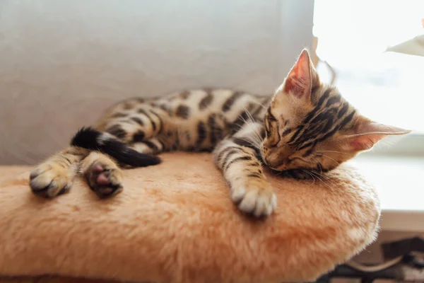 Μικρό Χαριτωμένο Γατάκι Bengal Κοιμάται Στο Ράφι Μιας Μαλακής Γάτας — Φωτογραφία Αρχείου