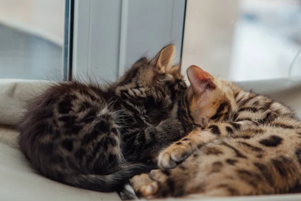两只可爱的膨大猫咪把黄金和煤粉的颜色放在猫的窗台上放松地躺着 窗户上给猫坐的阳光座椅 — 图库照片