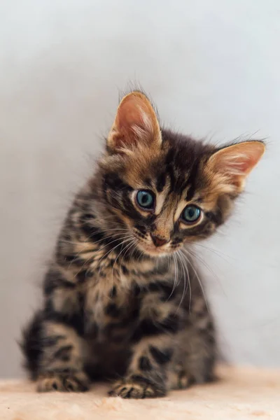 Piccolo Simpatico Gattino Bengala Carbone Seduto Sullo Scaffale Gatto Morbido — Foto Stock