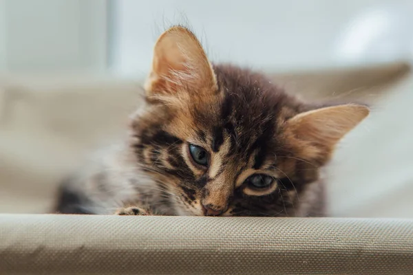 Gatinho Bengala Carvão Bonito Deitado Cama Janela Gato Assistindo Quarto — Fotografia de Stock