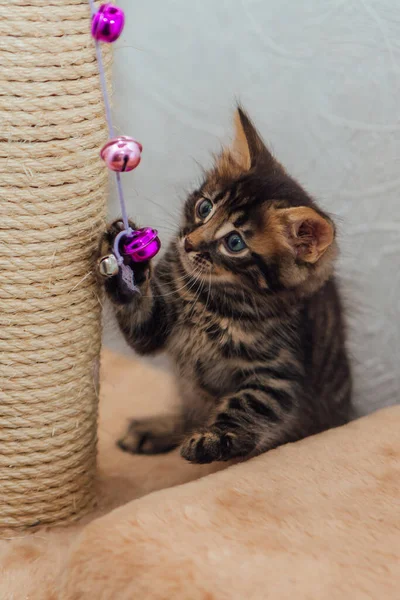 Poco Lindo Carbón Vegetal Bengala Gatito Jugando Con Juguete Estante —  Fotos de Stock