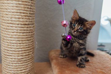 Küçük sevimli kömür kömürü kedi yavrusu kedinin evinde bir oyuncakla oynuyor..