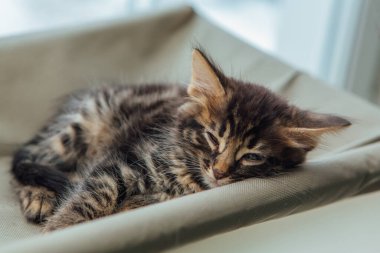 Tatlı kömür kömürü, kedi yavrusu, kedi yatağında uzanıyor ve uyuyor. Penceredeki kedi için güneşli koltuk.