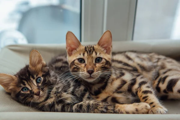 Two Cute Bengal Kittens Gold Chorocoal Color Laying Cat Window — стоковое фото