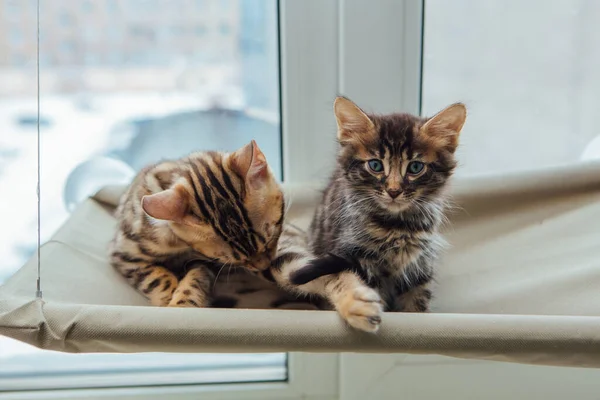 Twee Schattige Bengaalse Kittens Goud Chorocoal Kleur Liggend Het Kattenvensterbed — Stockfoto