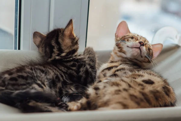 Two Cute Bengal Kittens Gold Chorocoal Color Laying Cat Window — стоковое фото