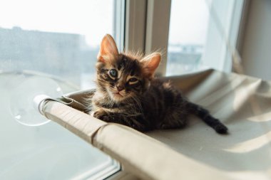 Tatlı kömür bengal kedisi kedi. Pencere yatağında uzanıp odayı izliyor. Penceredeki kedi için güneşli koltuk.