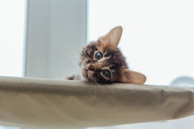 Tatlı kömür bengal kedisi kedi. Pencere yatağında uzanıp odayı izliyor. Penceredeki kedi için güneşli koltuk.