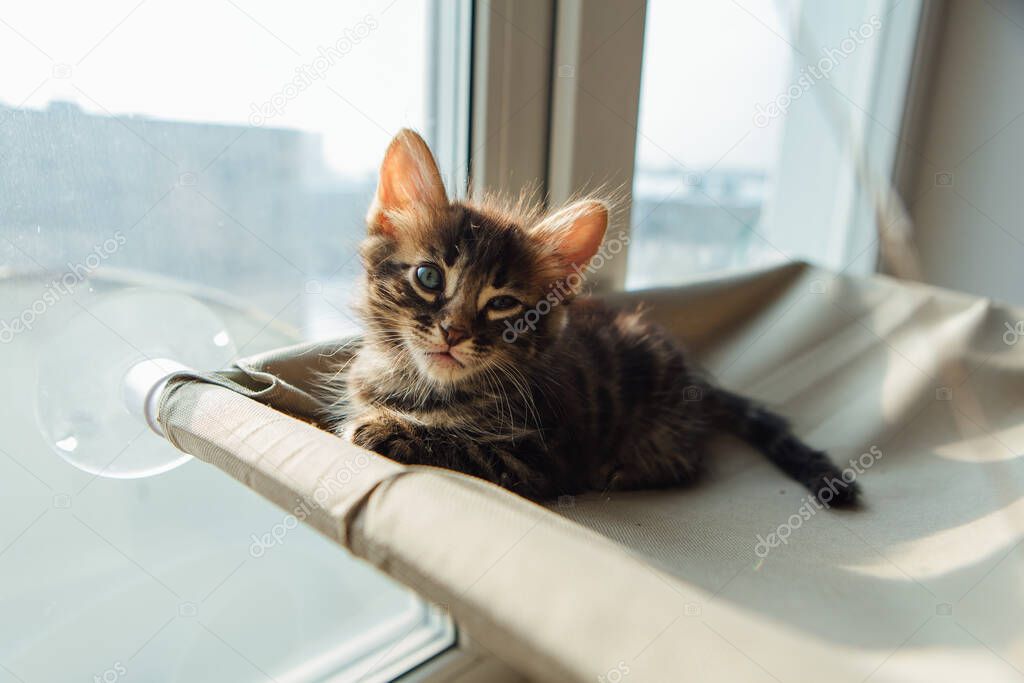 Cute charcoal bengal kitty cat laying on the cat's window bed watching on the room. Sunny seat for cat on the window.