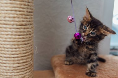 Little cute charcoal bengal kitten is playing with a toy.