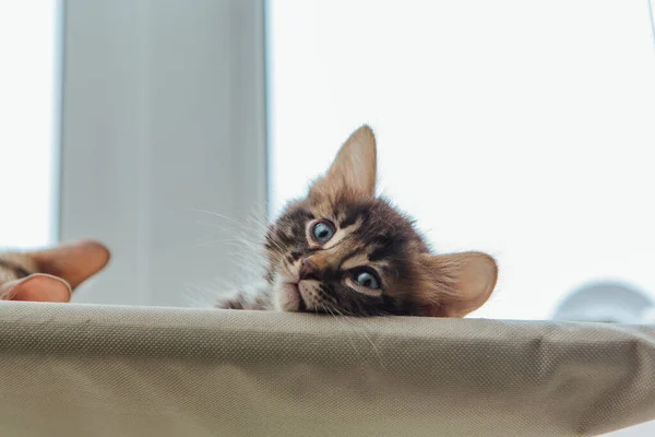 Lindo carbón vegetal bengala gatito gato tendido en los gatos ventana cama viendo en la habitación . — Foto de Stock