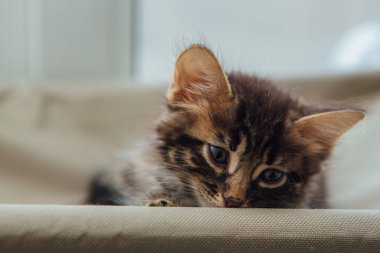 Cute charcoal bengal kitty cat laying on the cats window bed watching on the room.