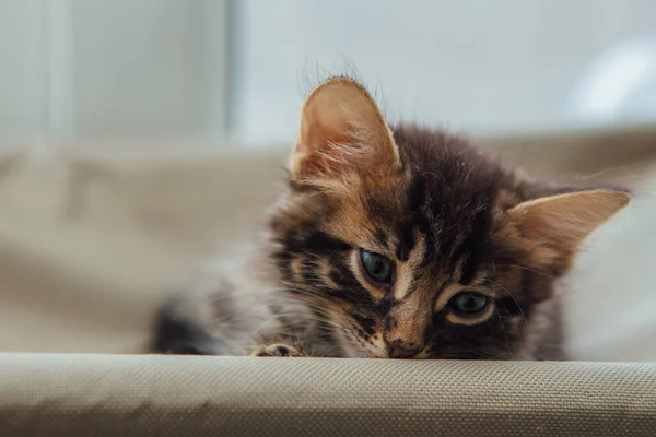 Cute carvão bengala gatinho que coloca na cama da janela gatos assistindo no quarto . — Fotografia de Stock