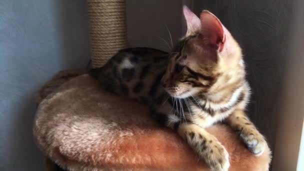 Pouco bonito bengala gatinho que coloca em uma prateleira de gatos macios . — Vídeo de Stock