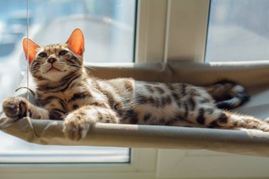 Kediciğin penceresinde yatıp odayı izleyen sevimli Bengal kedisi. Penceredeki kedi için güneşli koltuk.