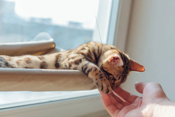 Lindo Gatito Bengala Pequeño Gato Tendido Ventana Del Gato Cama — Foto de Stock