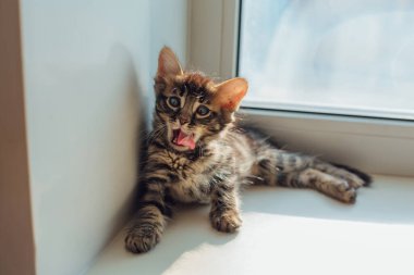 Tatlı kömür bengal kedisi pencere eşiğinde uzanıyor ve esniyor..