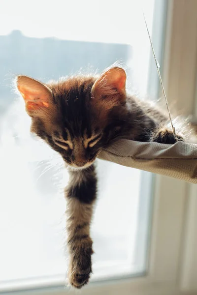 Gatinho Bengala Carvão Bonito Deitado Cama Janela Gato Dormindo Assento — Fotografia de Stock