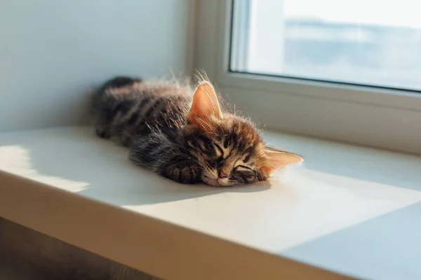 Niedliche Holzkohle Bengal Kätzchen Katze Auf Der Fensterbank Liegend Und — Stockfoto