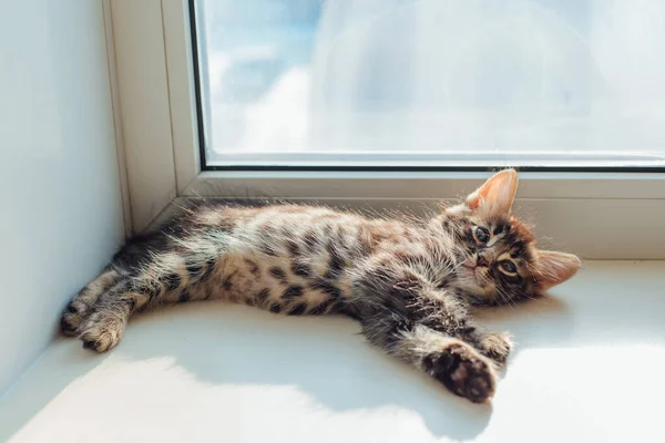 Cute Carvão Bengala Gatinho Que Coloca Peitoril Janela Relaxante — Fotografia de Stock